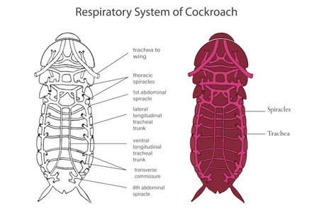 The respiratory system of a cockroach consists of tiny tubes called tracheae, enabling efficient gas exchange and oxygen uptake for respiration.のイラスト素材