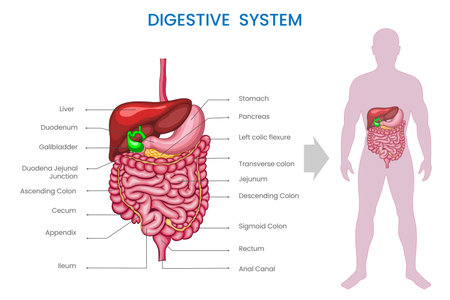 The structure of the digestive system includes the mouth, esophagus, stomach, intestines, and associated glands, enabling food processing and nutrient absorptionのイラスト素材