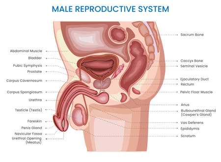 The male reproductive system includes organs such as the testes, epididymis, vas deferens, and penis, enabling sperm production, transportation, and fertilization.のイラスト素材