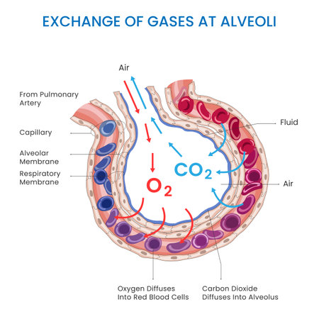 The exchange of gases at the alveoli involves oxygen entering the bloodstream while carbon dioxide is removed, enabling efficient respiration and oxygenation of the body's tissues.のイラスト素材