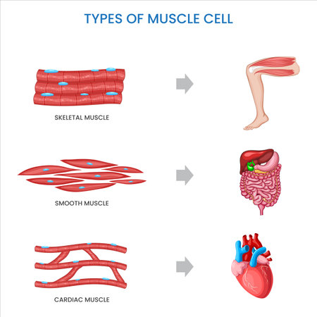 Types of muscle cells include skeletal, smooth, and cardiac muscles, each specialized for different functions in the body's movement and organ control.のイラスト素材