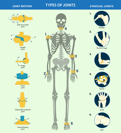 Types of joints in the human body include ball-and-socket, hinge, pivot, gliding, and saddle joints, facilitating various movements and flexibility.のイラスト素材