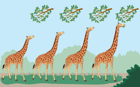 Lamarck's theory suggests organisms adapt traits through use and inheritance. Giraffes' long necks evolved as they stretched to reach high leaves, passing the trait to offspring.のイラスト素材