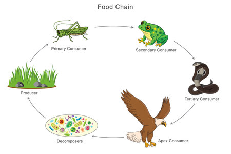 The food chain shows energy flow from grass to grasshopper, then to frog, snake, and finally the eagle, illustrating the transfer of energy through different trophic levels in nature.のイラスト素材