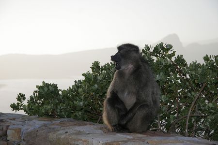 Cape Baboon
