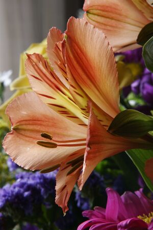 Orange Gloryの写真素材