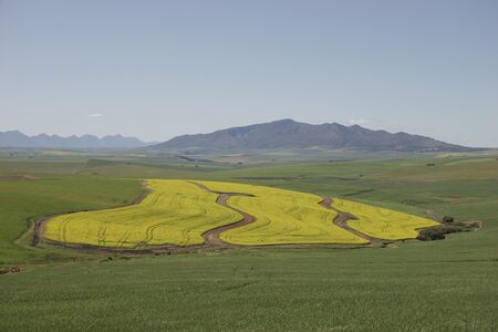 Farming with Canolaの写真素材