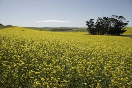 Canola Fieldsの写真素材