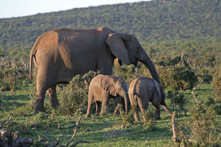 Elephant Familyの写真素材