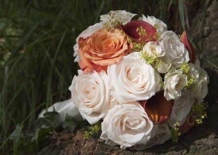 roses selectionの写真素材