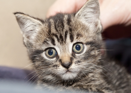 Kittenの写真素材