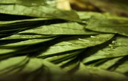 beetel leaves decorative arrangementの写真素材