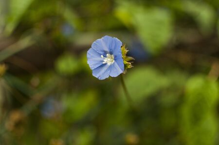 Purple Flower with Green Backgroundの写真素材
