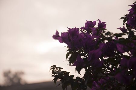 Pink Flowers blossoming in the Early Morningの写真素材