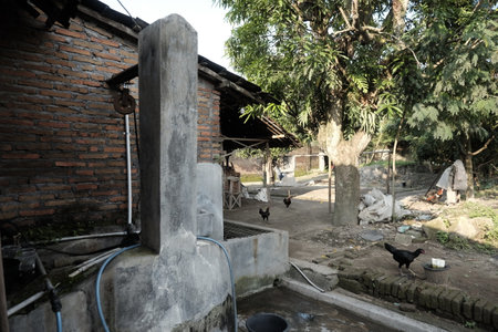 chickens in a village in the north of thailand.の写真素材