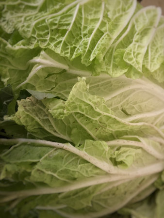 close up of fresh chinese cabbage in the market, photo as a backgroundの写真素材
