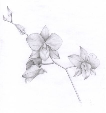 orchidのイラスト素材