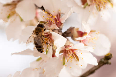 Honeybee collecting pollen from flower