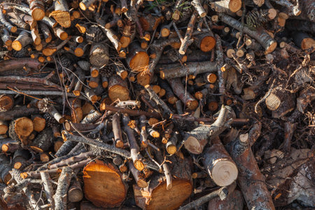 Firewood cut and stacked against a wallの写真素材