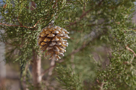 Dried pine cone painted and with glitter to decorate a Christmas tree in the countrysideの写真素材
