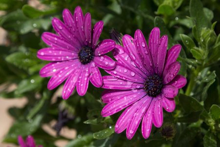 Two purple dimorphic (dimorphotheca) flowers wet from rainの写真素材