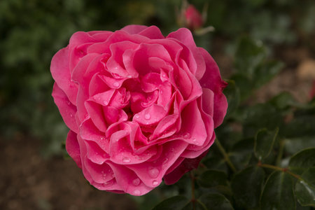 Pink rose with raindrops on its petalsの写真素材