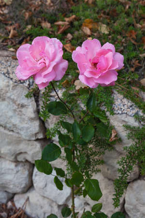 Two pink roses planted in front of a stone wall. The flowers are in focus and the rest are more out of focus. The stem has thorns.の写真素材