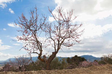 Flowered almond tree located in an orchard in the mountains. In the background you can see, somewhat out of focus, the cloudy sky and the distant mountains.の写真素材