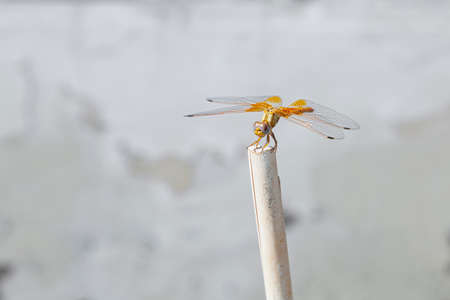 A dragonfly, whose scientific name is ansioptera, of golden color perched on a white stick, in the background, out of focus, there is a white wall. It has white and pink eyes.の写真素材