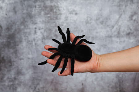 A man's right hand holding a large black toy spider on a textured gray background.の写真素材
