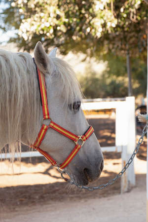 Close-up of the face of a white horse chained to a wall in a stable. The horse is wearing red and yellow ribbons to attach the chain.の写真素材