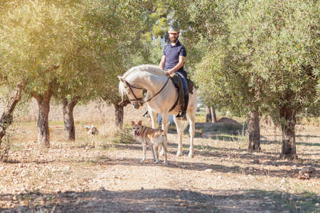 A bearded Caucasian man in equestrian clothing and helmet is standing on his white horse in a field with olive trees accompanied by his dog.の写真素材