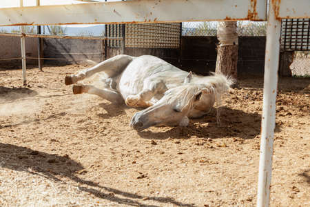 A white horse rolling around on the floor of a barn kicking up dust and dirt.の写真素材