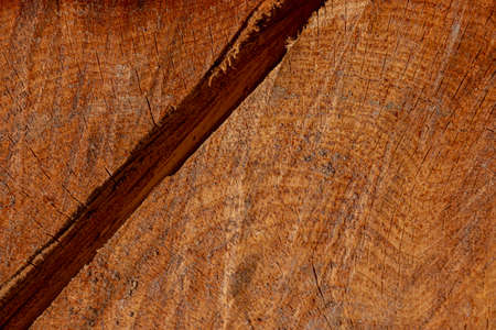 Close-up of a pine stump with an ax cut. The rings and texture of the wood are visible.の写真素材