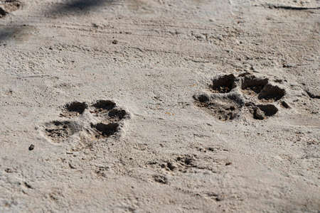 Close-up of two dog footprints that have been marked on a gray cement pavement.の写真素材