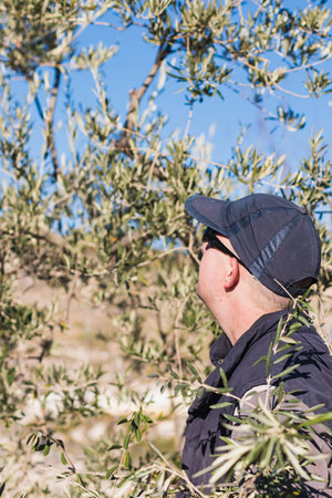 Side view of concentrated adult male farmer in casual clothes and cap checking fresh olive tree...