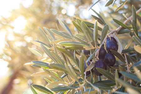 Close-up of olives waiting to be harvested on the branch of an olive tree in the sunlight.の写真素材