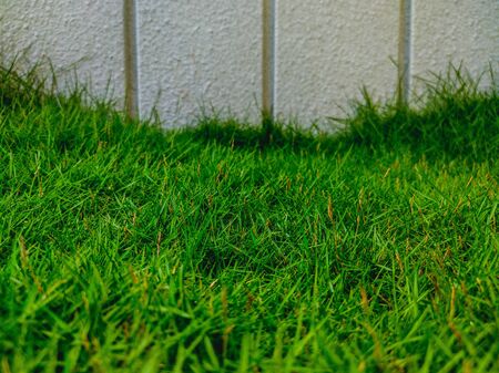 background of bright green grass and white fence.の写真素材