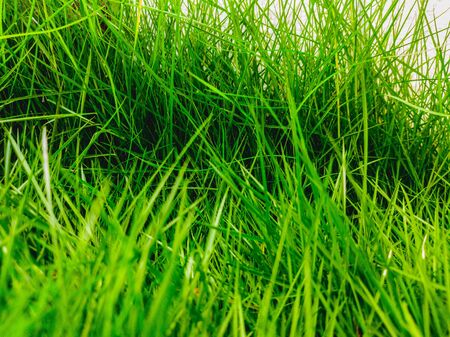 background of bright green grass and white fence.の写真素材