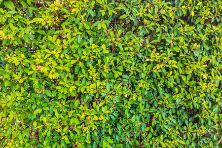 Beautiful background of green bright sun leaves. With copy space ideal for use in the design or...