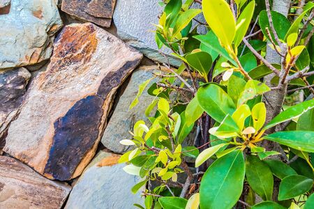 Brown gray big stone wall with green leaves on right side. Backgroundの写真素材