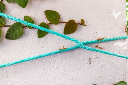 Closeup view of red ants on the blue-sky rope on white painted concrete wall. Wild nature near us or team work concept.の写真素材