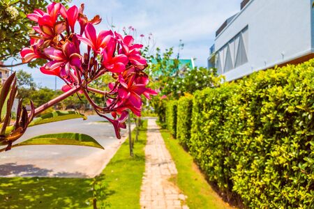 Beautiful view of sidewalk with paving stone near modern houses in comfortable village in sunny weather with blue clear sky. Tropical trees, flowers and green leaves nature wall outside.の写真素材