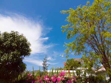 Pink tropical exotic Bougainvillea flower, green eaves and mango tree on a background of blue sky with clouds. Postcard, poster. Copy space ideal for use in the design or wallpaper.の写真素材