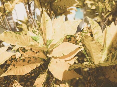 Beautiful natural background. Close-up view of yellow tropical leaves.Vintage and faded matt style colour in tinted photo. Ideal for use in the design, wallpaper. Botanical or autumn conceptの写真素材