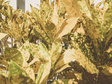Beautiful natural background. Close-up view of yellow tropical leaves.Vintage and faded matt style colour in tinted photo. Ideal for use in the design, wallpaper. Botanical or autumn conceptの写真素材