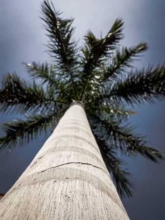 Beautiful natural background. Close-up bottom view of palm trunk tree and branches with blue sky. Vintage and faded matt style colour in tinted photo. Ideal for use in vertical design, wallpaperの写真素材