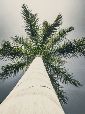 Beautiful natural background. Close-up bottom view of palm trunk tree and branches with blue sky. Vintage and faded matt style colour in tinted photo. Ideal for use in vertical design, wallpaperの写真素材