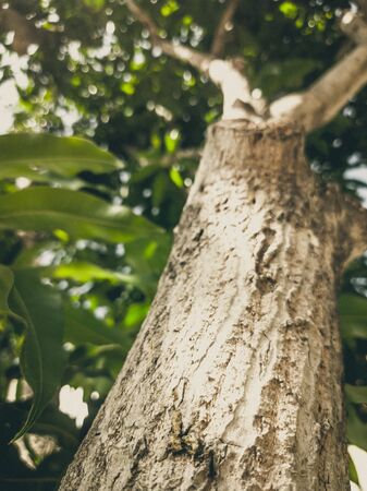 Beautiful natural background. Close-up bottom view of the tree trunk bark and branches. Vintage and...