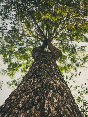 Beautiful natural background. Close-up bottom view of the tree trunk bark and branches. Vintage and faded matt style colour in tinted photo. Ideal for use in vertical design, wallpaper.の写真素材